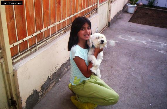 La foto del perro