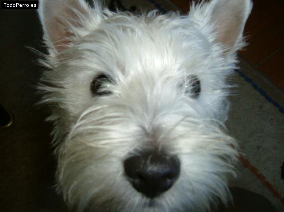 La foto del perro