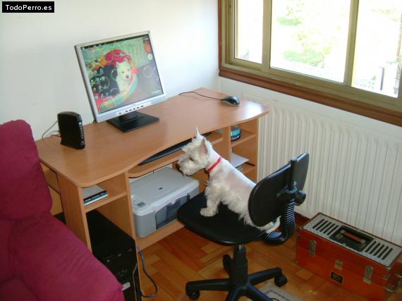 La foto del perro