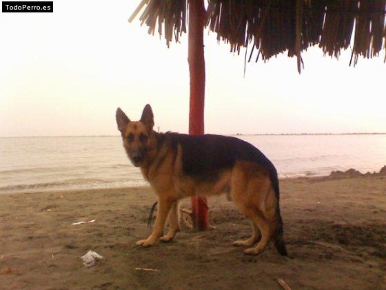 La foto del perro