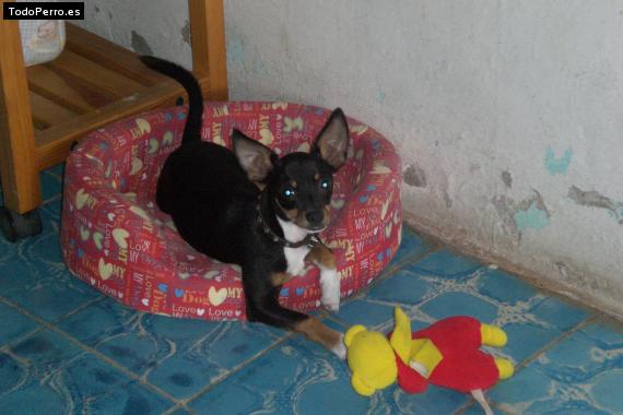 La foto del perro