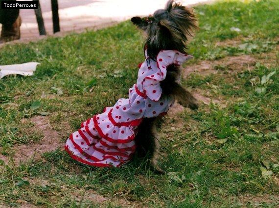 La foto del perro