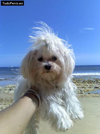La foto del perro