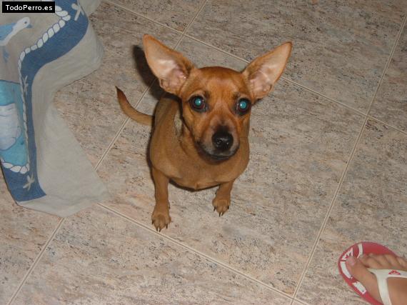 La foto del perro