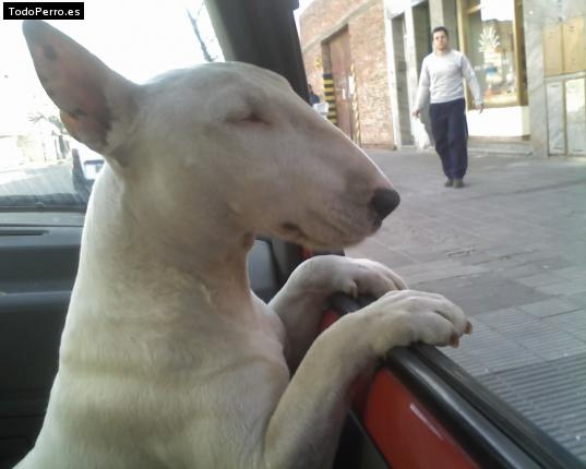 La foto del perro