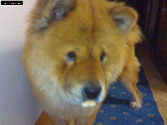 La foto del perro