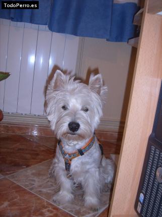 La foto del perro