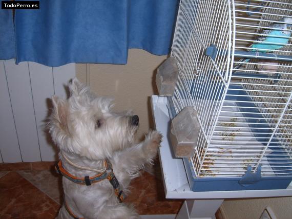 La foto del perro