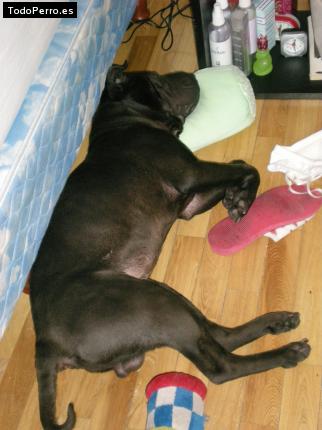 La foto del perro