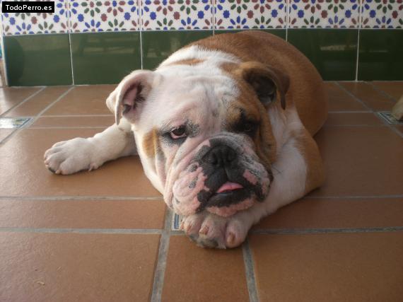 La foto del perro