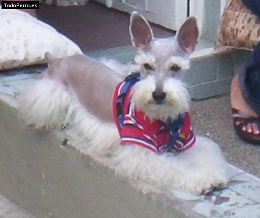 La foto del perro