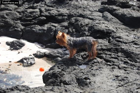 La foto del perro