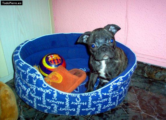 La foto del perro