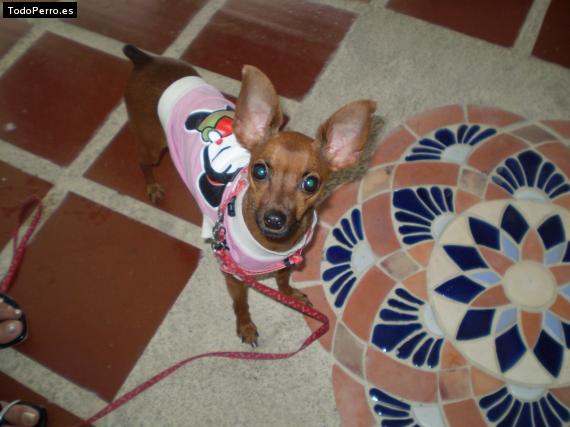 La foto del perro