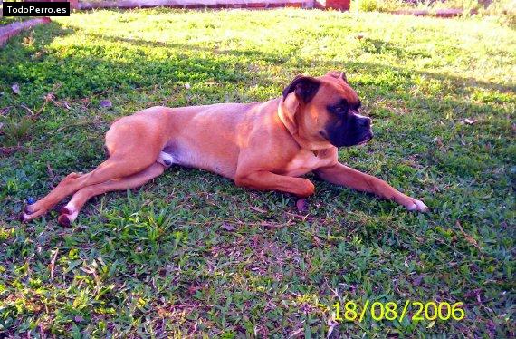 La foto del perro