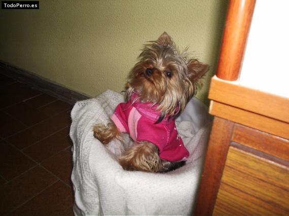La foto del perro