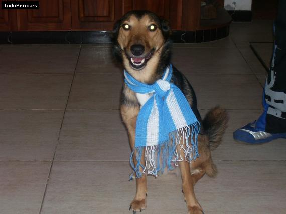 La foto del perro