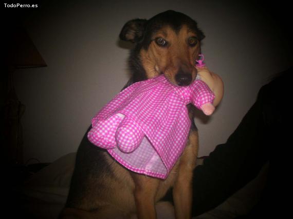 La foto del perro