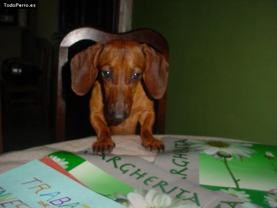 La foto del perro