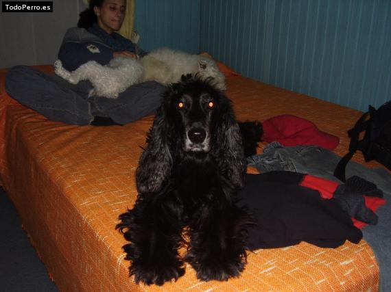 La foto del perro