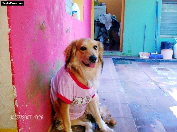 La foto del perro