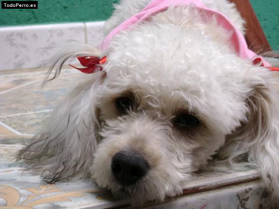 La foto del perro
