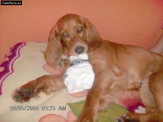 La foto del perro