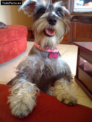 La foto del perro