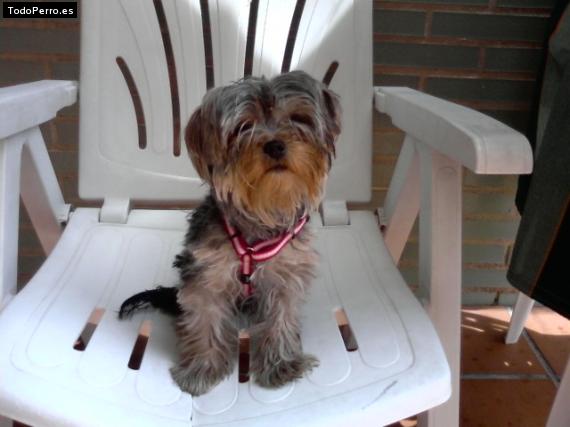La foto del perro