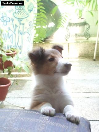 La foto del perro