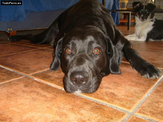 La foto del perro
