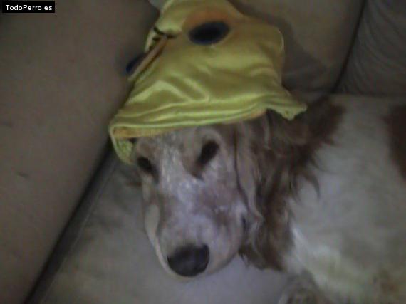 La foto del perro
