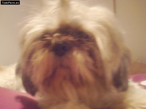 La foto del perro