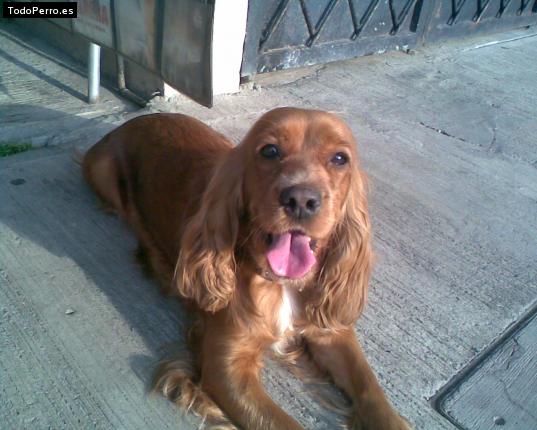 La foto del perro
