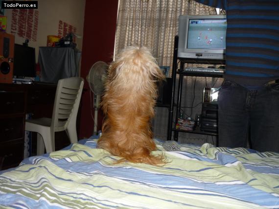 La foto del perro