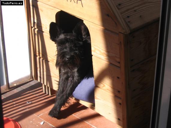 La foto del perro