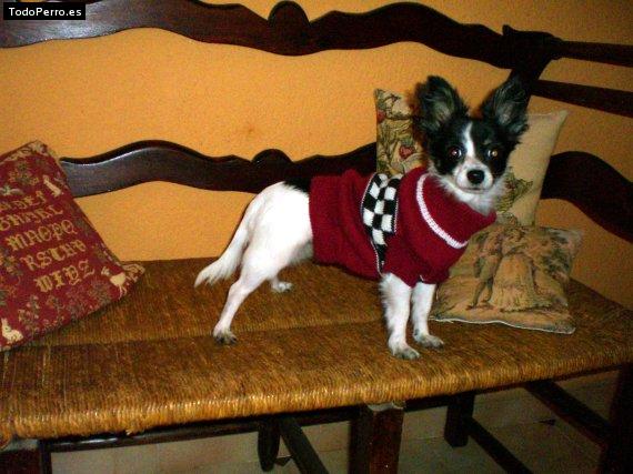 La foto del perro