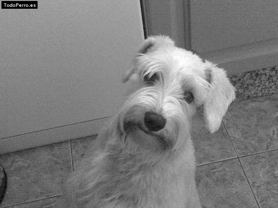 La foto del perro