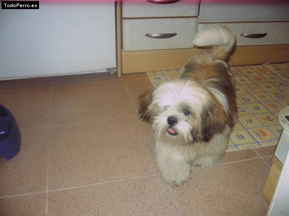 La foto del perro