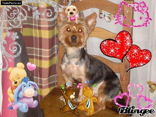 La foto del perro