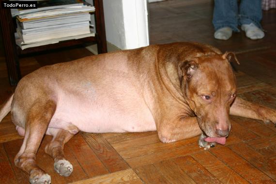 Foto del perro Bruno