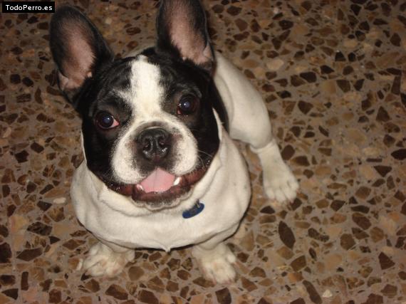 La foto del perro