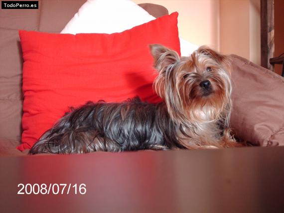 La foto del perro