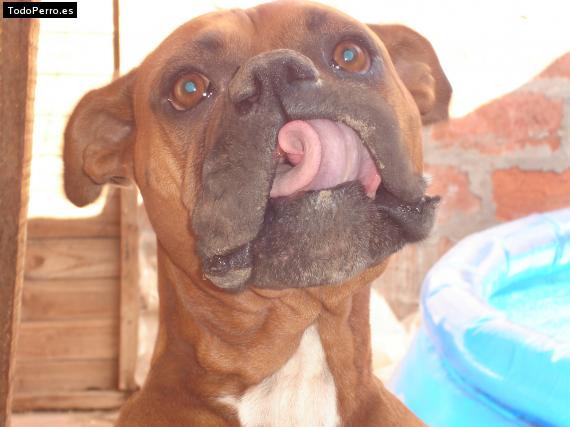 Foto del perro Ian