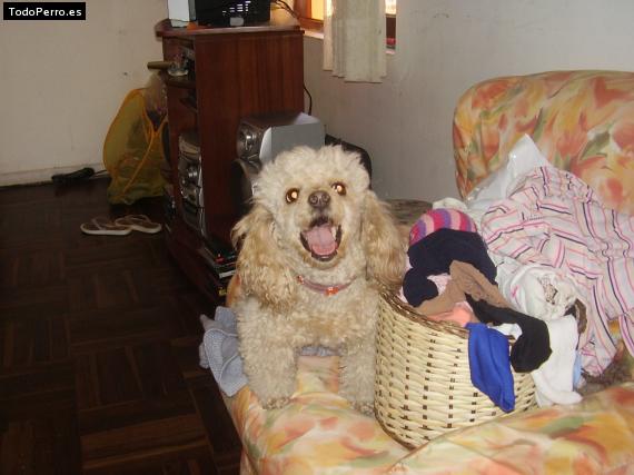 La foto del perro