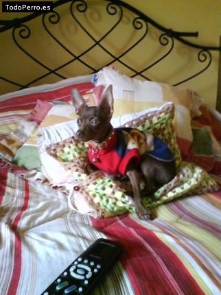 La foto del perro