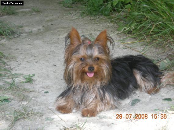 La foto del perro