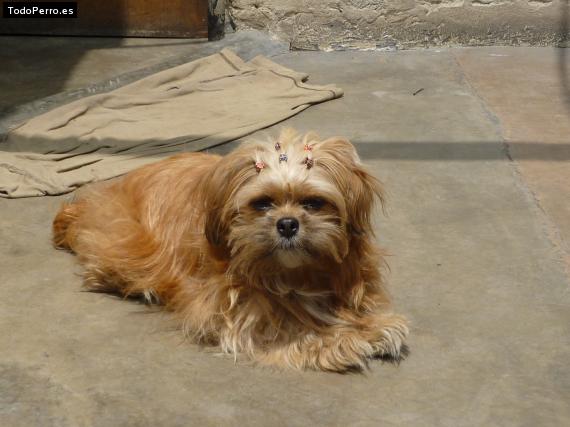 La foto del perro