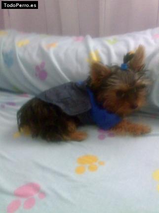 La foto del perro