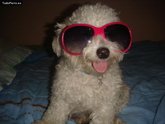 La foto del perro
